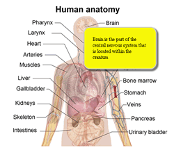anatomy for children